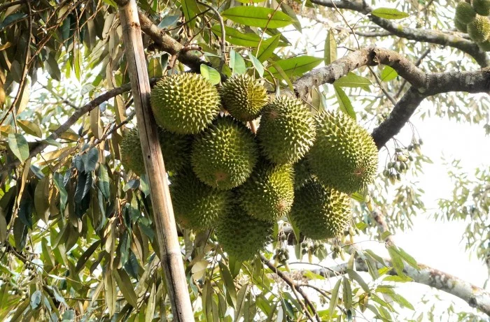 durian