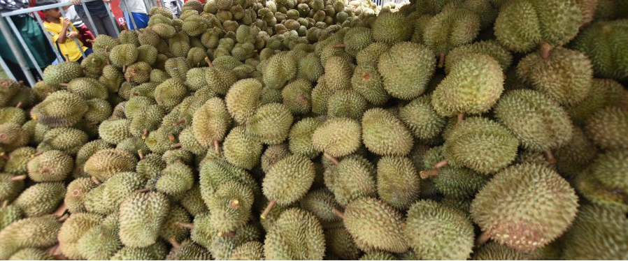 durian1